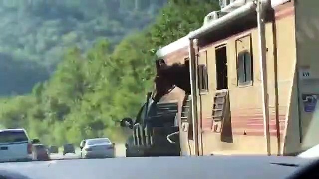Ce cheval prend l'air, la tête en dehors du camion
