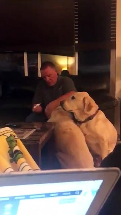 Ce chien jaloux d'un autre chien veut aussi etre soigné... Adorable