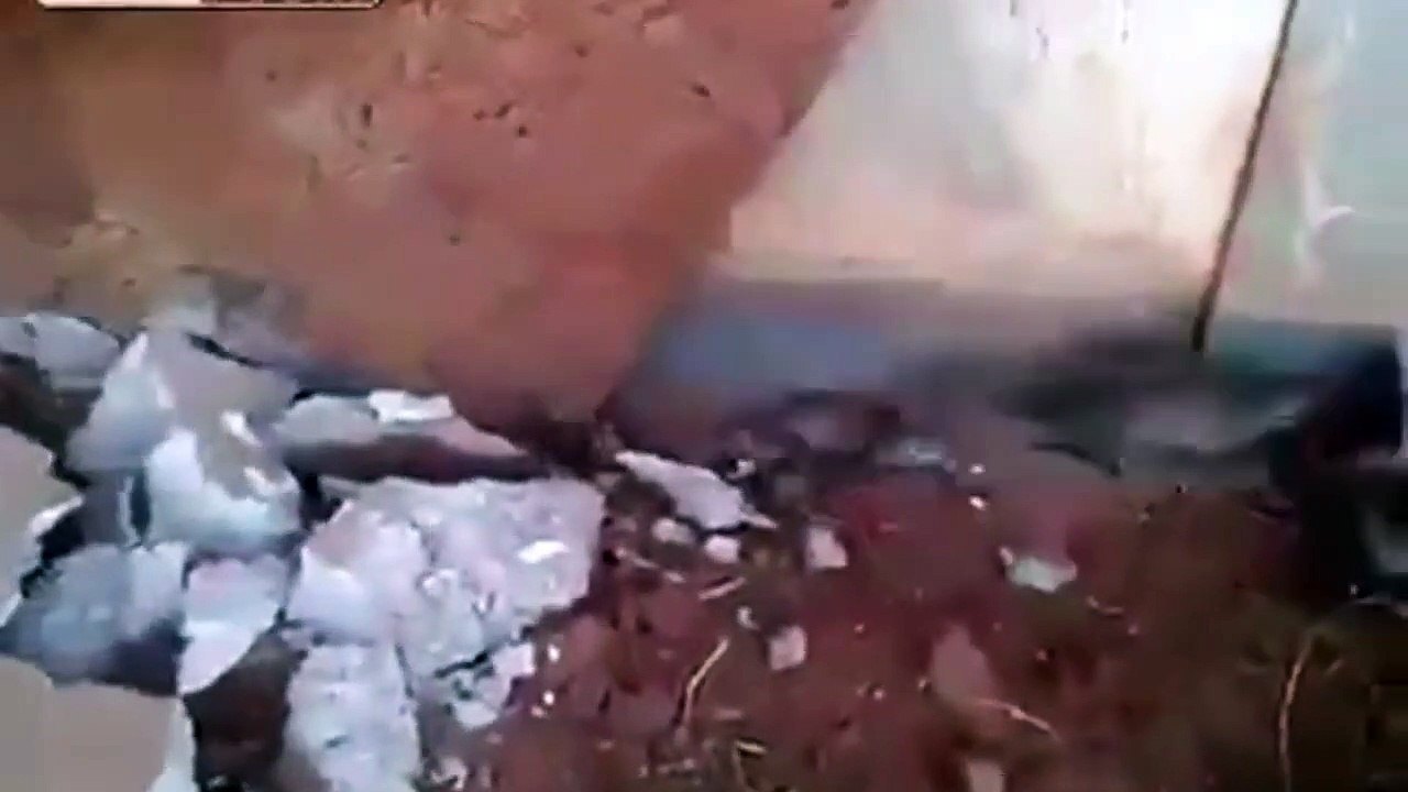 Des centaines de rats sortent du sous le sol de cette maison