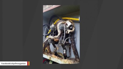 Un énorme serpent s'est retrouvé coincé dans un transformateur electrique... Grillade