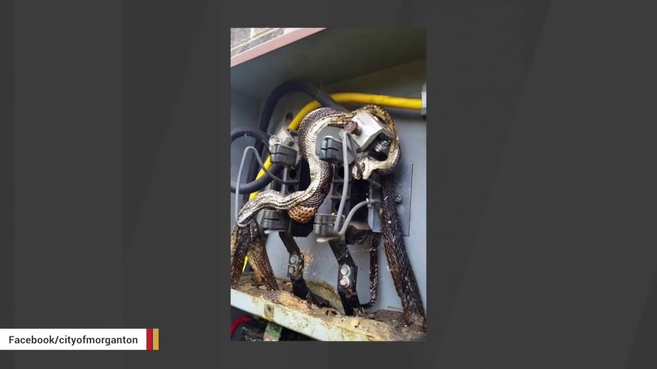 Un énorme serpent s'est retrouvé coincé dans un transformateur electrique... Grillade