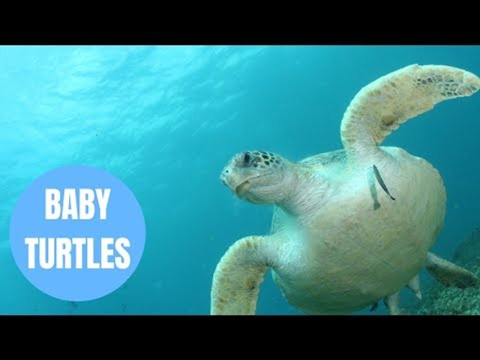 Baby turtles are 'almost four times as likely t...