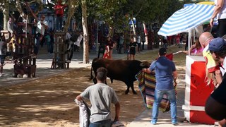 Bulls in the Moita do Ribatejo _Tuesday Portugal