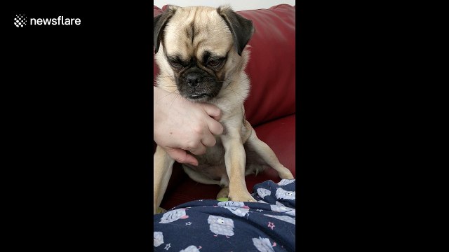 Persistent dog demands scratches from owner