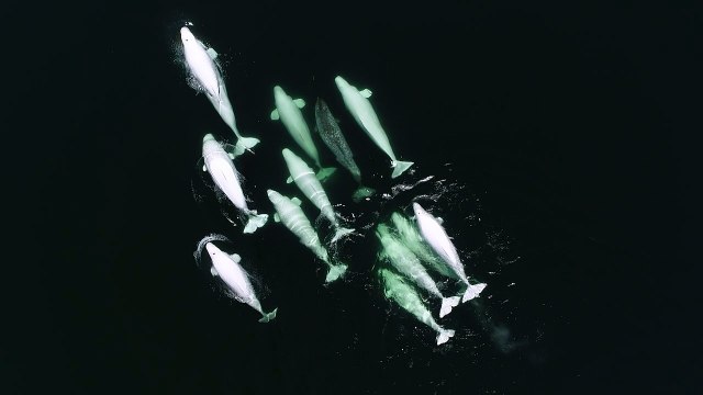 Belugas adopt wayward narwhal in Canadian waters