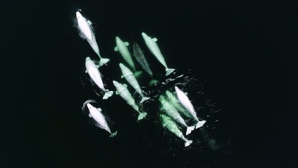 Belugas adopt wayward narwhal in Canadian waters