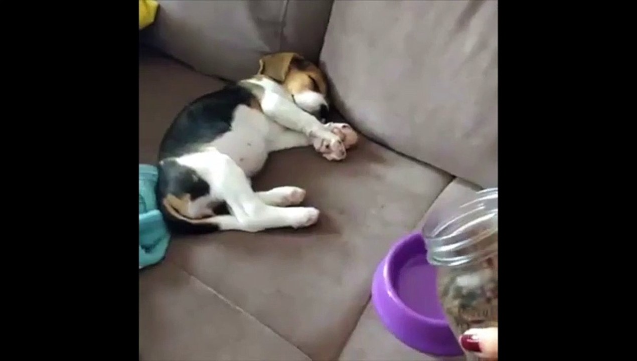 Ce chiot devient fou quand il entend les croquettes!