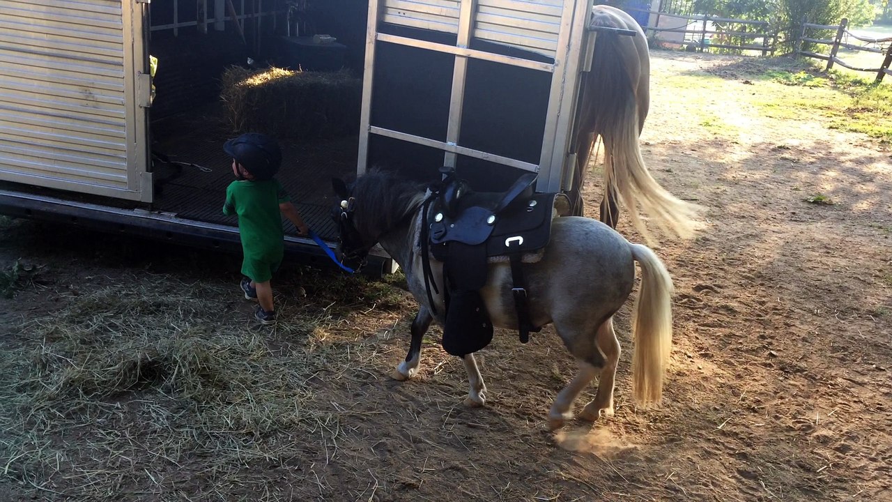 Miniature Pony and his Miniature Trainer