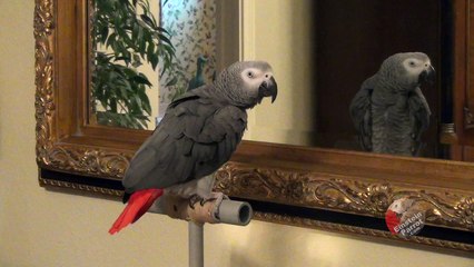 Mirror mirror on the wall, who is the greyest of them all?