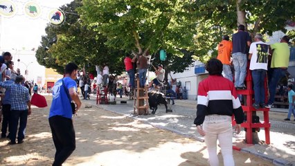 Largada de Toiros de 2ª feira na Moita do Ribatejo 2018