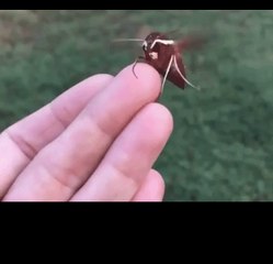 Hawk Moth Spreads Wings Before Making Dramatic Exit