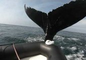 Whale Hits Boat Off Brier Island, Nova Scotia