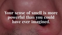 Fascinating Facts About Your Sense of Smell