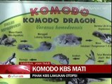 Seekor Komodo Mati Di Kebun Binatang Surabaya