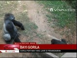 Bayi Gorila Lahir di Kebun Binatang Brasil