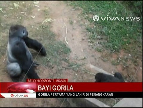 Bayi Gorila Lahir di Kebun Binatang Brasil