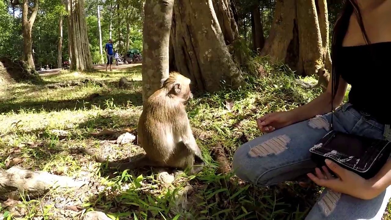 Drôle de singe - Funny Monkey VIDEOS