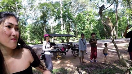 Funny Monkey VIDEOS - Drôle de singe