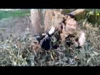 Linkin Park - In The End- Cinémerde