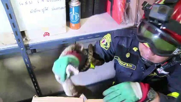 A Bangkok, des pompiers reconvertis en chasseurs de serpents