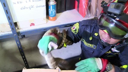 A Bangkok, des pompiers reconvertis en chasseurs de serpents