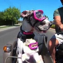 Dog and Cat Going for a Motorcycle Ride