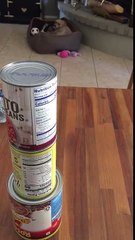 Grandma’s bottle flip