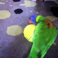 Dog stares at parrot playing with tennis ball