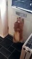 Little dog grabs a letter as its being posted through the letterbox and wont let go of it