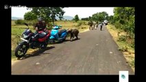 Stray elephant calf chases villagers and overturns bikes in Odisha, India