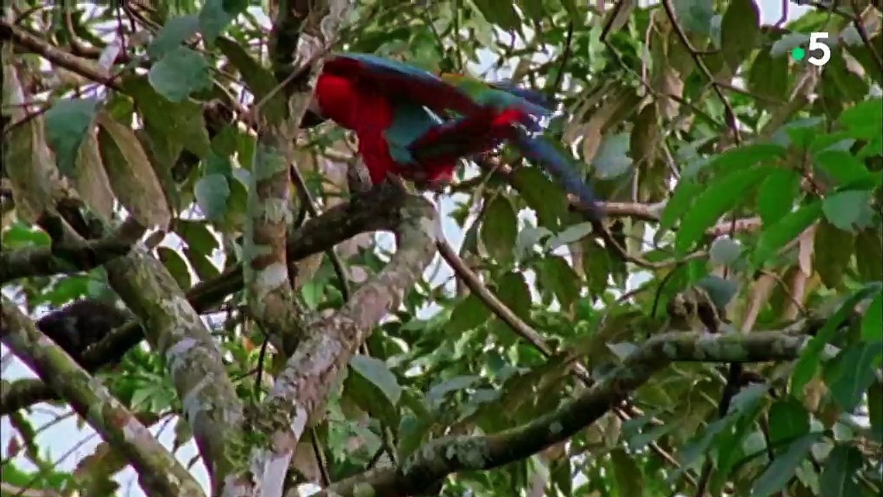24 heures dans la nature - Brésil, l'ombre et la lumière