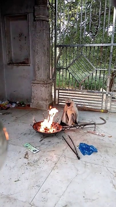the jungle book and monkey has fire! Brilliant!