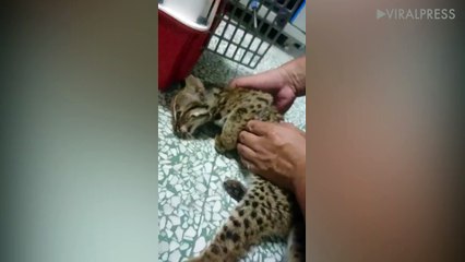 Injured Cat Saved With CPR