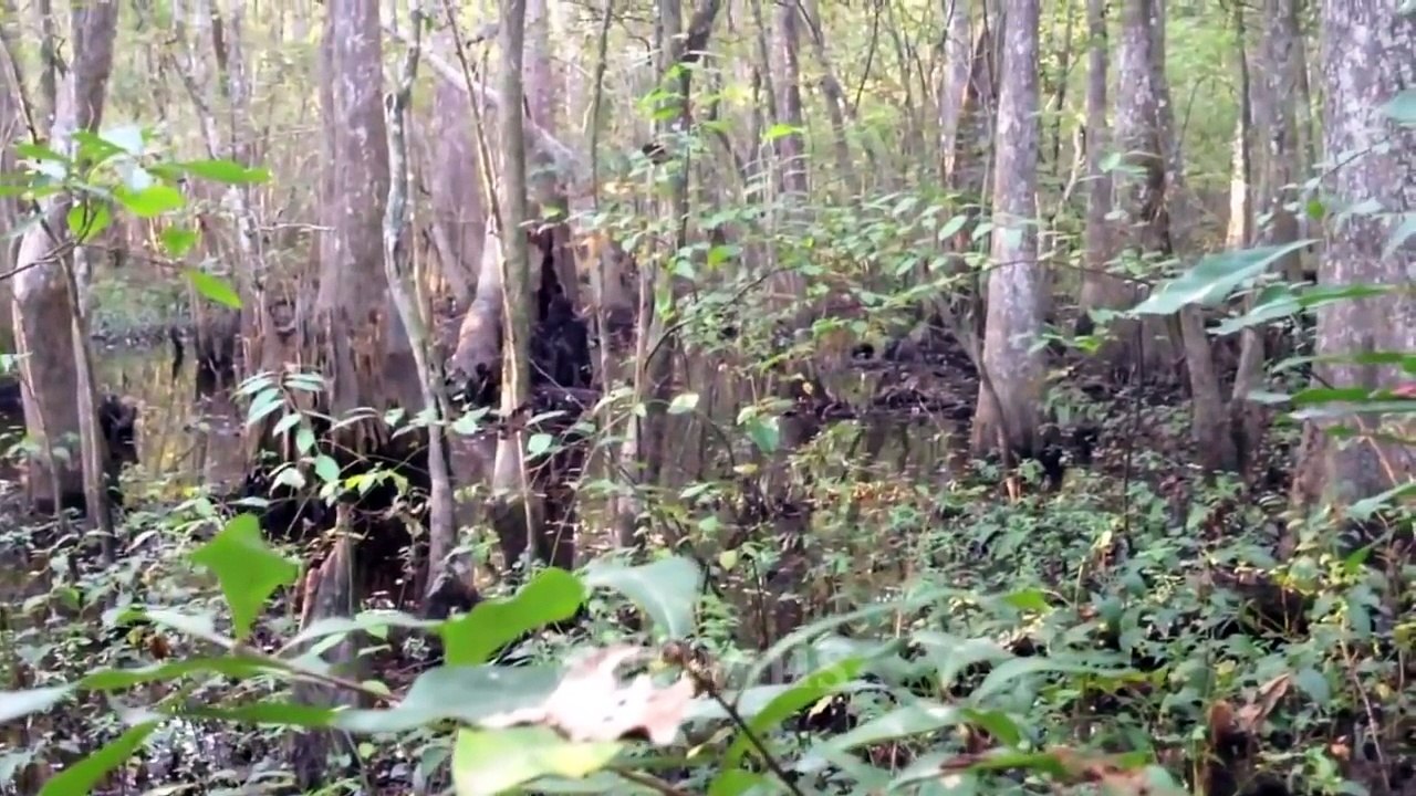 7 Momentos de Miedo cuando encuentran Aterradoras Criaturas en el Bosque