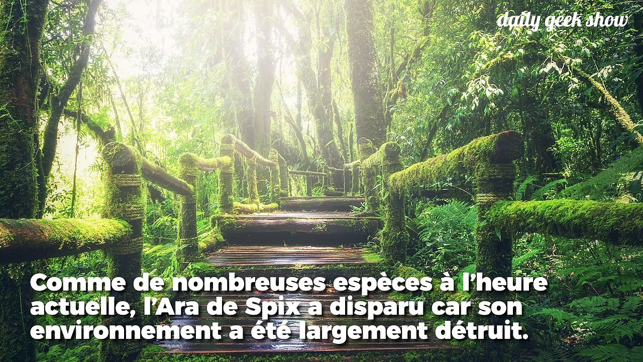 Le perroquet de Rio est désormais éteint à l'état sauvage