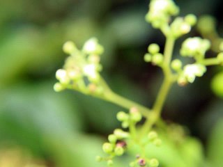 videos and images the most dangerous transparent yellow bees you should know