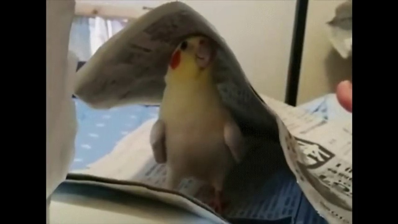 Partie de cache-cache avec un perroquet