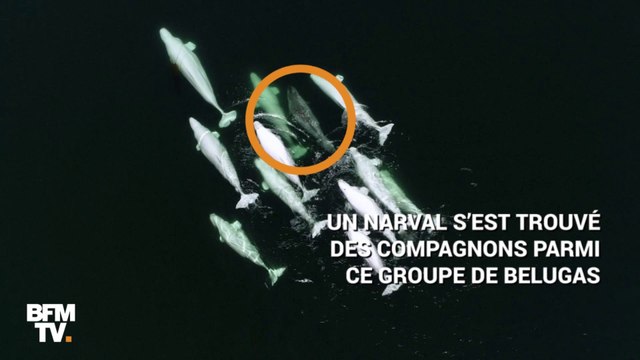Des bélugas ont adopté un narval égaré... à des centaines de kilomètres de chez lui