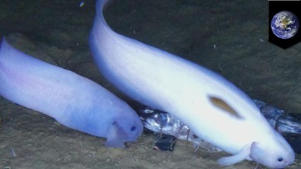 Translucent fish with no scales found in Pacific Ocean