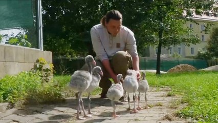 هذا الصباح- حارس حديقة يدرب صغار الفلامينغو على المشي