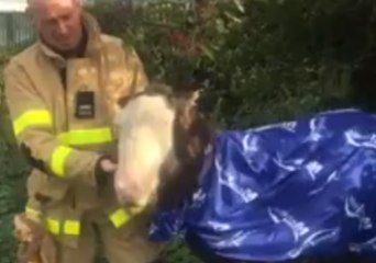 Foal Saved From Drowning in Canal by Dublin Fire Brigade