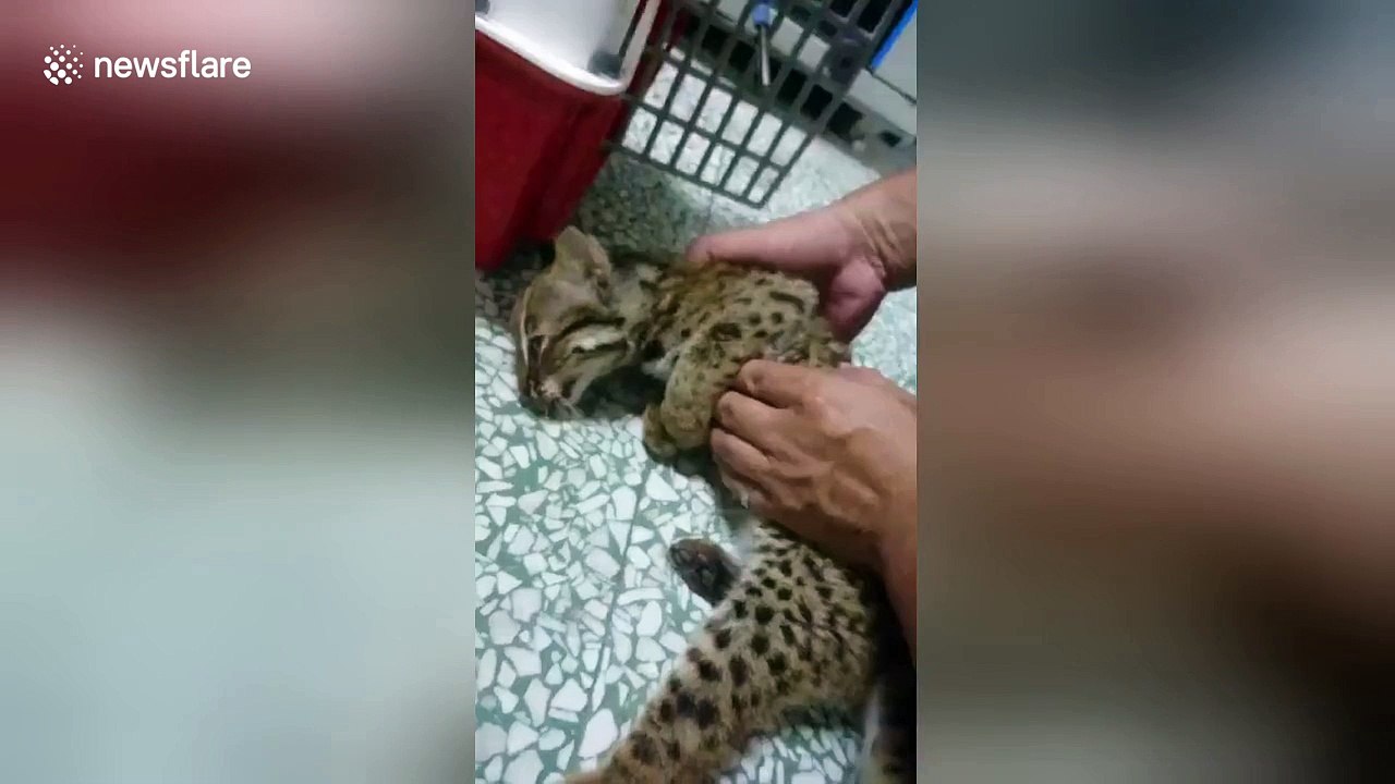 Injured leopard cat saved with CPR by off-duty policeman
