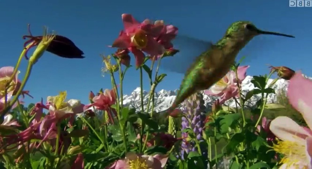 Yellowstone Wildest Winter to Blazing Summer S01 - Ep02 The Toughest Spring - Part 01 HD Watch