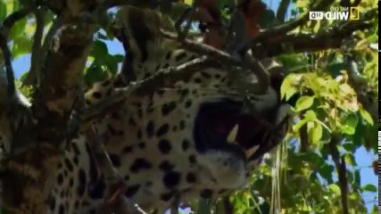 Wild 24 S01 - Ep02 Chile's Atacama HD Watch