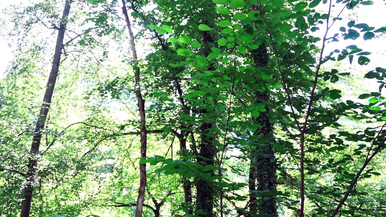 DOMINIQUE BLAIS, EXTERIEUR, JOUR