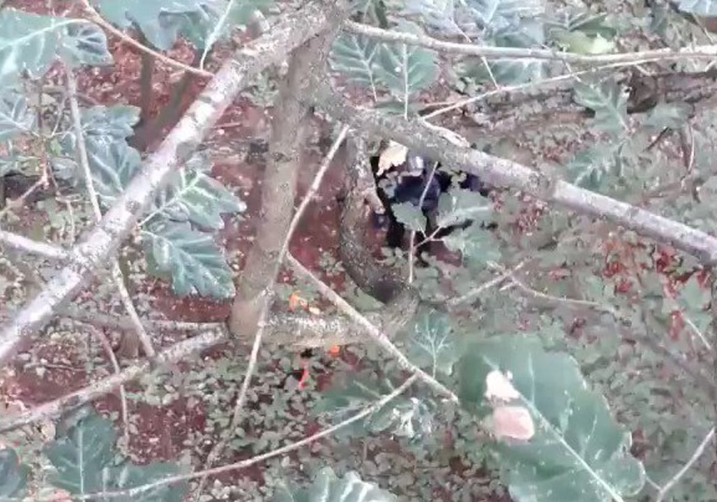 Chainsaw Crews Clear Disputed German Forest Where Activists Remain Camped