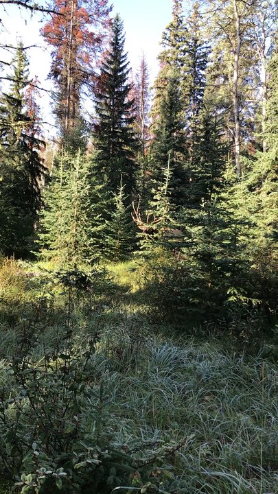 Elk Approaches Couple Walking on Path