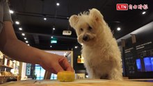 奴才必看！貓狗月餅這樣做  寵壞你家毛小孩