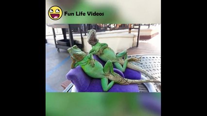 ULTIMATE Funny Animals Compilation 2018 - Best Animal Videos _ Funny Vine