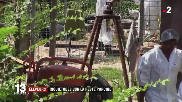 Peste porcine : l'infection de deux sangliers en Belgique sème la panique chez les éleveurs français